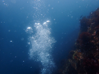 Fototapeta na wymiar Beautiful underwater scenery