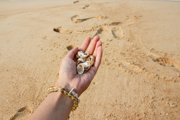 Collecting seashells at the beach on a summer day 