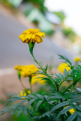 Marigold (scientific name: Tagetes erecta L.) is a large flower species. Beautiful yellow flowers.