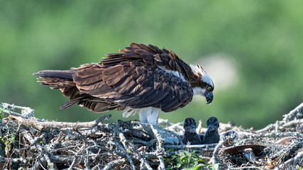 A female Osprey feeding her nestlings.