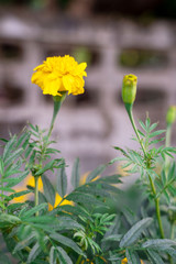 Marigold (scientific name: Tagetes erecta L.) is a large flower species. Beautiful yellow flowers.