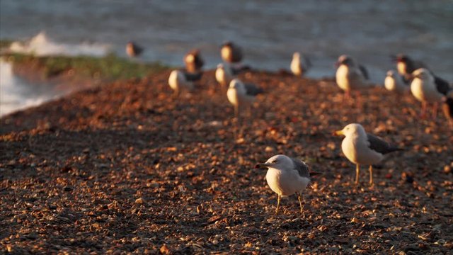 Seagulls are standing on pabble on the sea beach