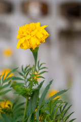 Marigold (scientific name: Tagetes erecta L.) is a large flower species. Beautiful yellow flowers.