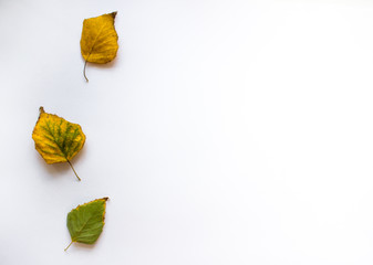 White background with birch leaves on the left. background with empty space for text.