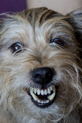 Naklejka na ściany i meble Dog grins teeth. Angry mad dog. Cur.