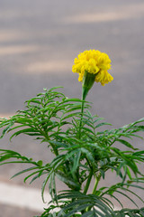 Marigold (scientific name: Tagetes erecta L.) is a large flower species. Beautiful yellow flowers.