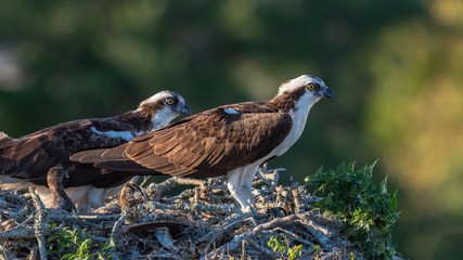 A pair of Osprey and their nestlings.