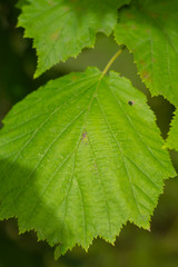 Leaf from the plant. Summer vegetation in the forest.