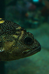 head of large fish in saltwater tank