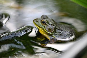 Frog