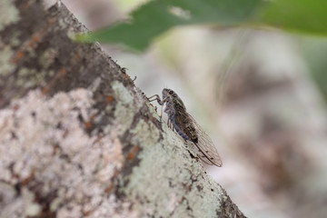 ツクツクボウシ