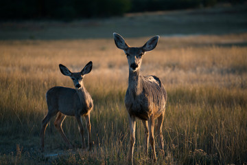 deer in forest