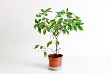 Ficus Benjamin. Young houseplant on a light background.
