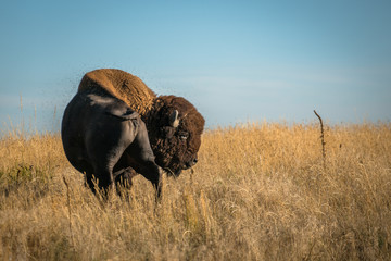 herd of buffalo in field