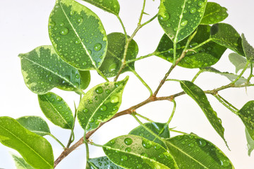 Leaves of ficus benjamin with large drops of water. Close-up. Natural background.