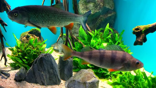 Beautiful fish - crucian carp, chub and perch swim in clear aquarium water against a background of stones, algae and wooden snags.