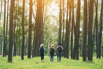 A group of travelers walking and looking into a beautiful pine woods
