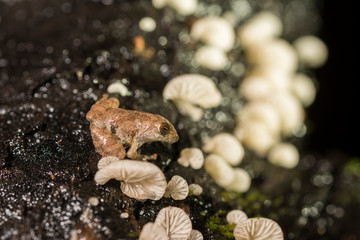 Amboli Bush frog seen in night at Amboli,Sindhudurga,Maharashtra,india