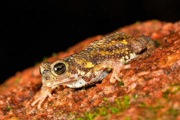 Rare and endemic Amboli Toad seen in night at Amboli,Sindhudurga,Maharashtra,india