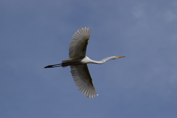 egret