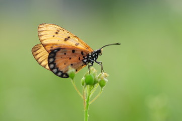 Yellow Butterfly
