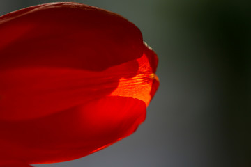 details of a blooming red tulip