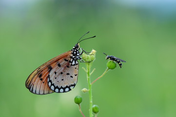 butterfly on flower