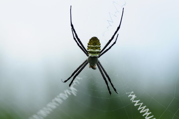 spider