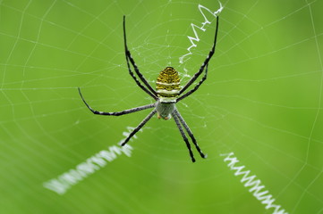 spider
