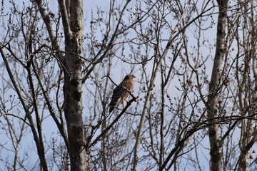 hawk