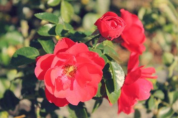 red rose flower