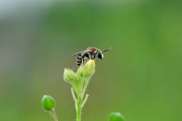 Bee yellow jaket 