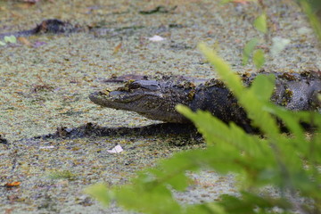 alligator