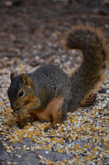 Eating squirrel