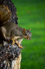looking squirrel