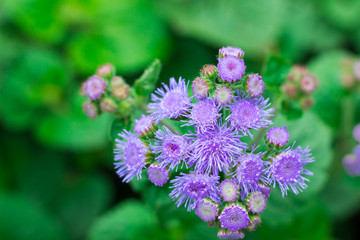 Violet flowers on a background of green leaves. top view