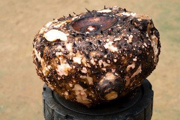 Elephant foot yam in black table on soil background, natural Amorphophallus paeoniifolius,...