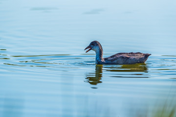 A lone duck swims in the summer on the lake.