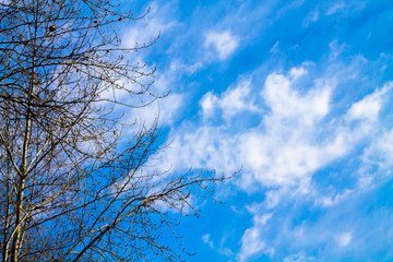 Blue sky with mellow clouds and tree branches. background with blank space for text