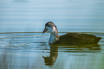 A lone duck swims in the summer on the lake.