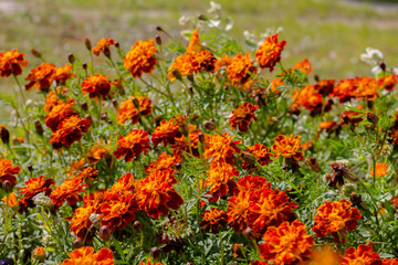 Glade with marigolds in the sun. Floral backgroun