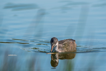 A lone duck swims in the summer on the lake.