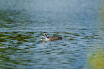 A lone duck swims in the summer on the lake.