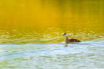 A lone duck swims in the summer on the lake.