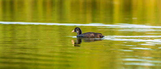 A lone duck swims in the summer on the lake.