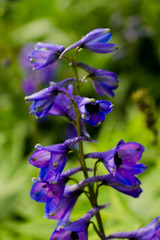 Lilac bells on a green background. Floral background for design.