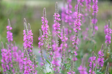 Fingerhut Lavendel II