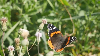 Admiral butterfly in the meadow.