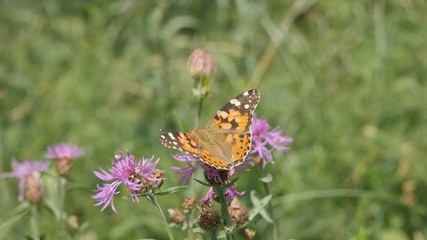 Butterfly burdock on a cornflower.
