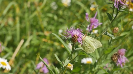 Butterfly lemongrass on a cornflower.